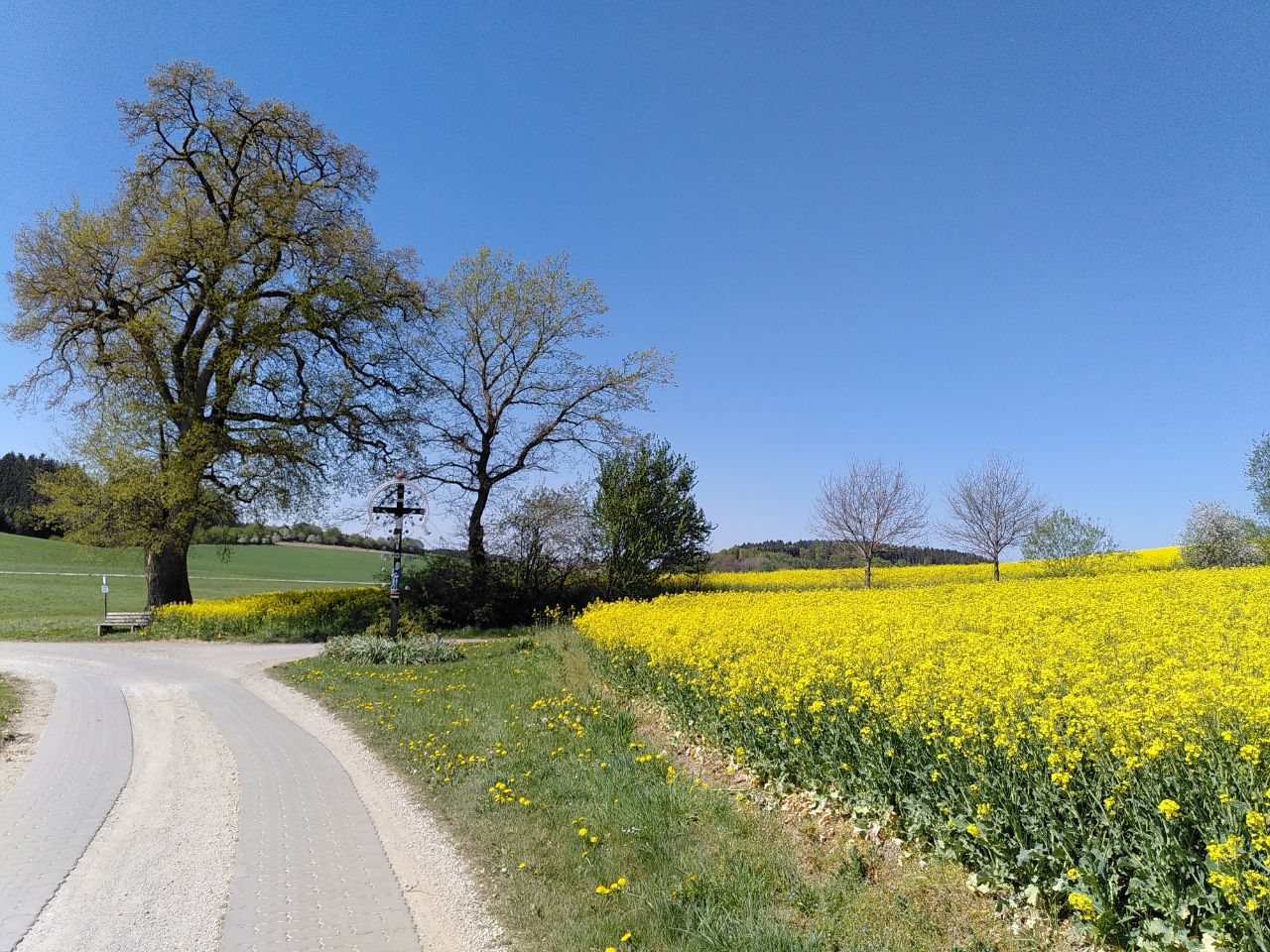 Alter Baum und Rapsfeld am Radweg Ecknachtal