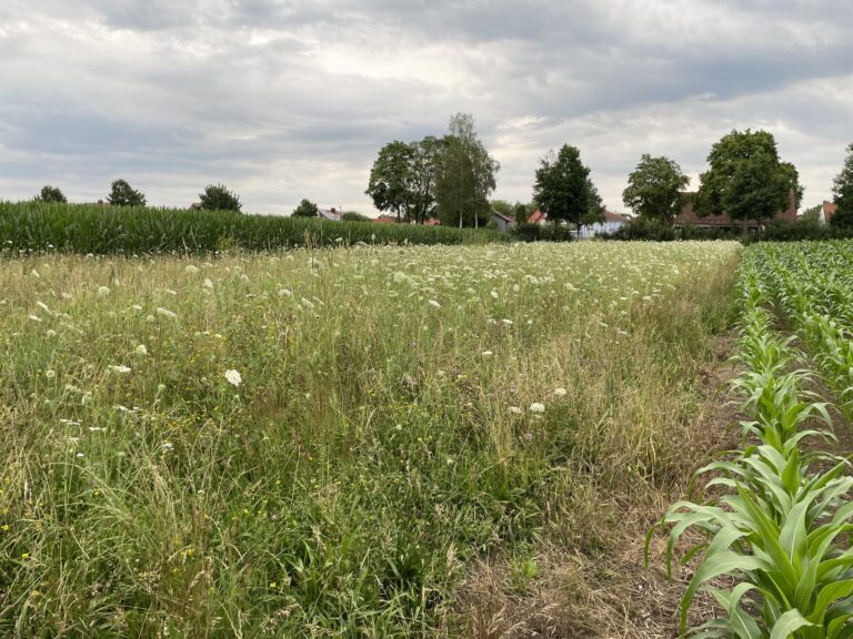 Heckenpaten gesucht
