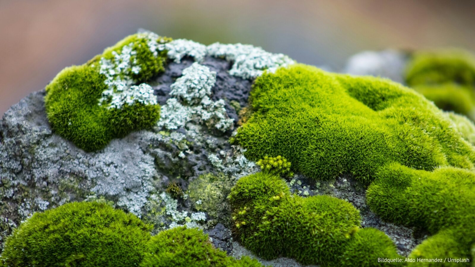 Moospolster auf einem Stein