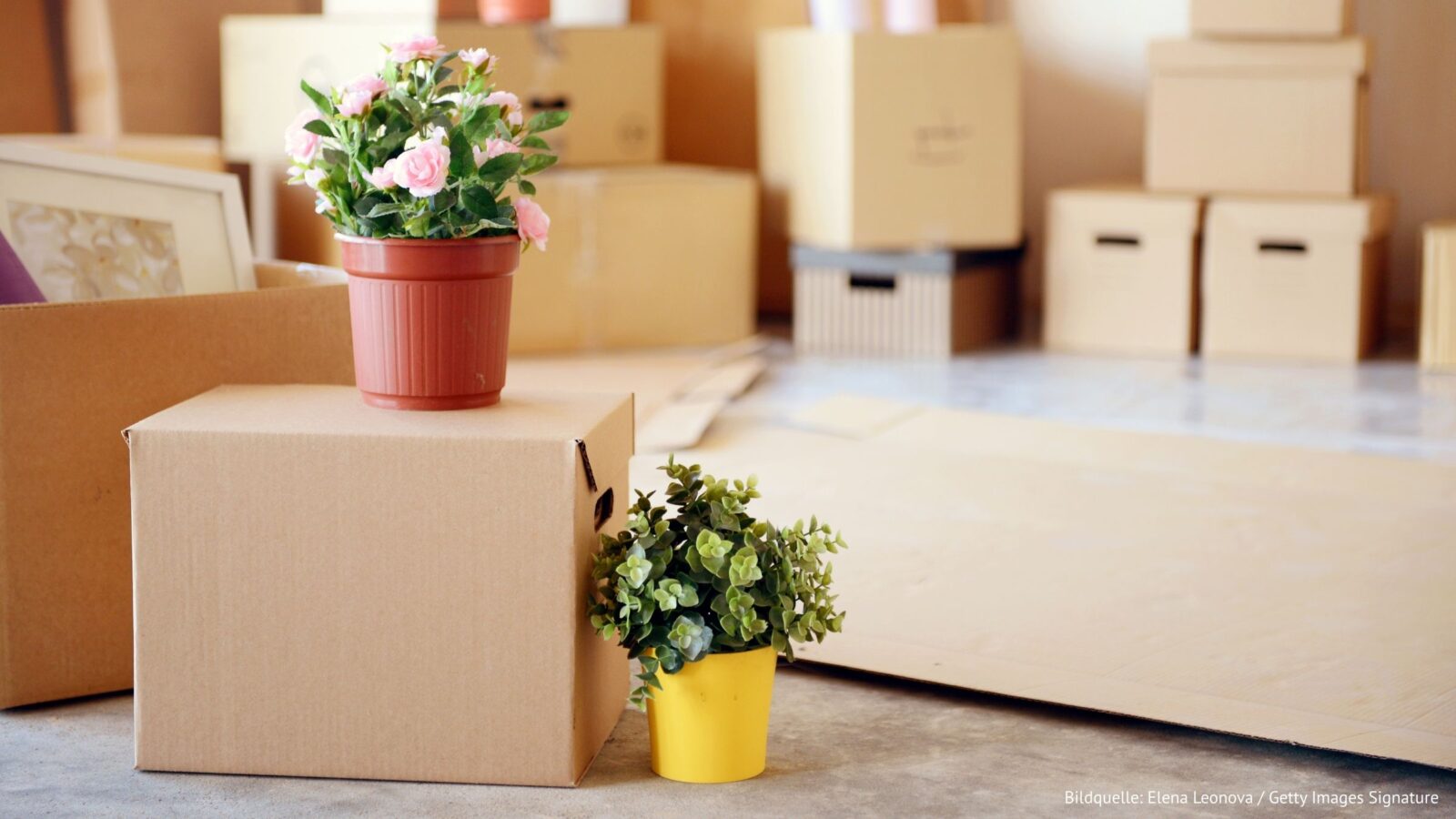 Blumentöpfe mit bunten Blüten auf und neben Umzugskisten