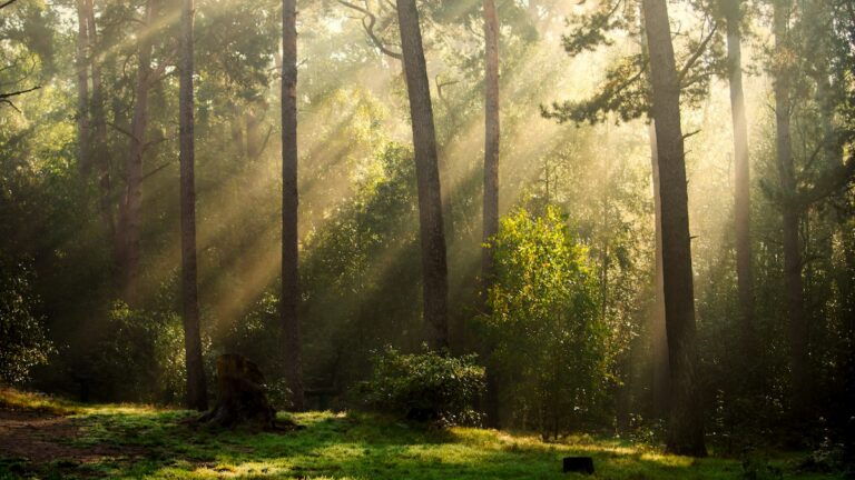 Grüner Tee unterwegs – Führung über den Naturfriedhof Dasing