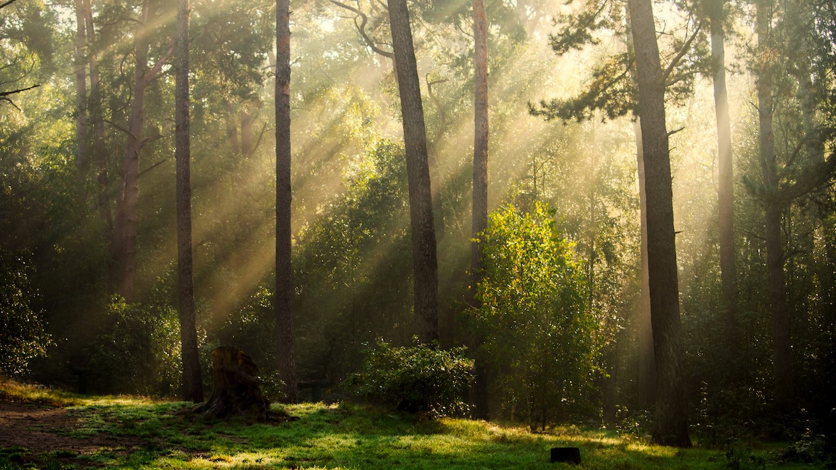 die grünen aichach friedwald naturfriedhof dasing wittelsbacher land