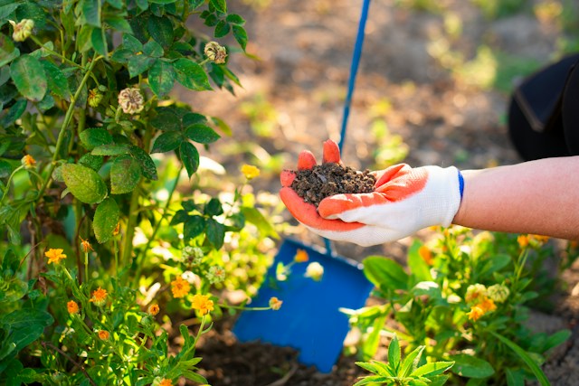 Hand mit Gartenhandschuh hält Erde