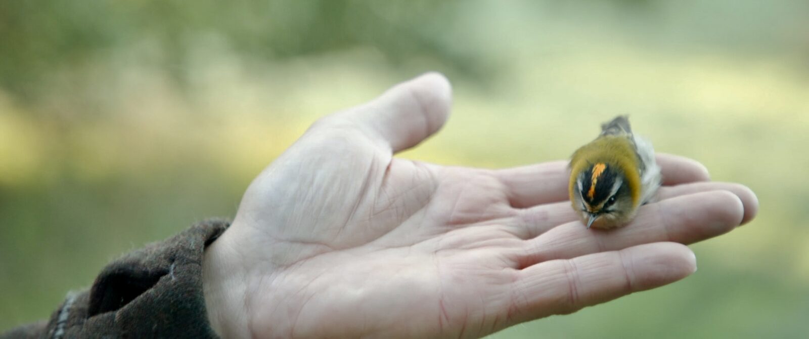 Goldhähnchen sitzt auf einer Hand