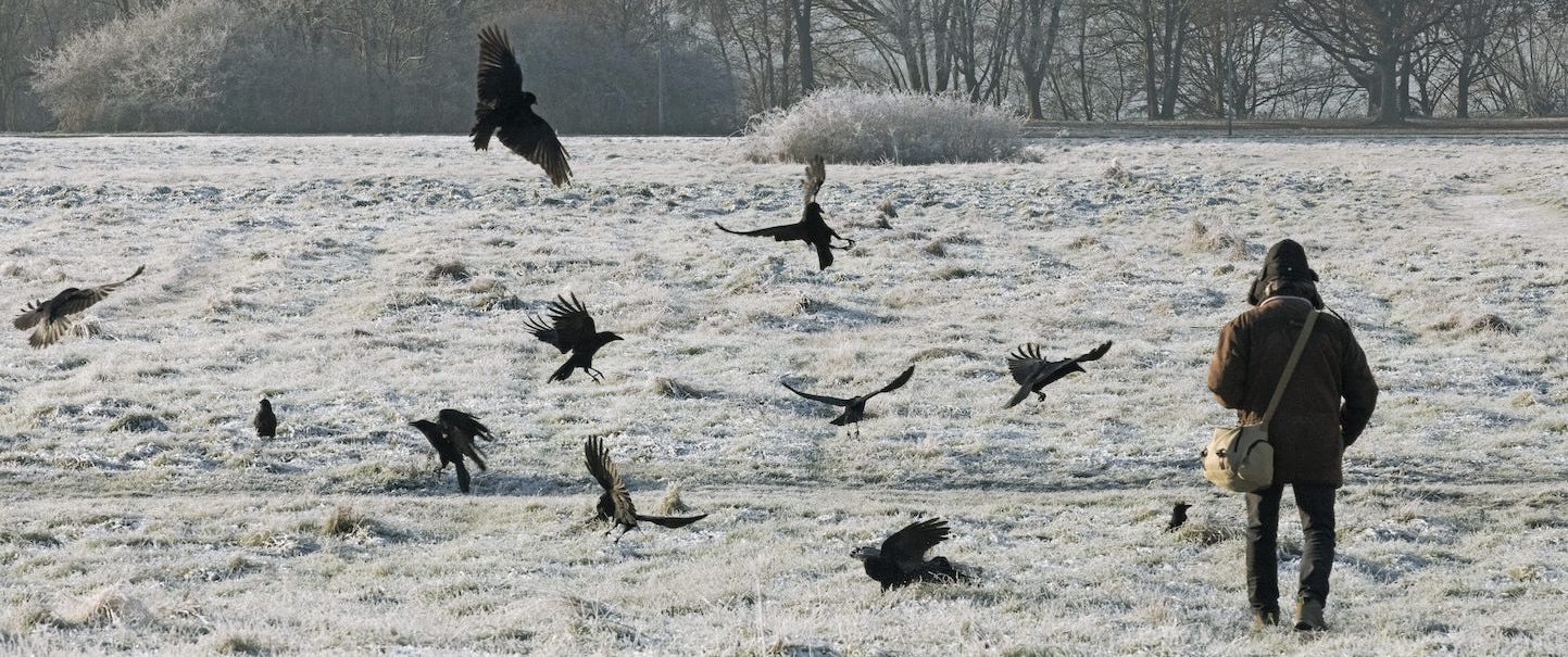 Warm angezogene Person steht auf einer Wiese im Frost, daneben eine Gruppe Krähen in der Luft und am Boden